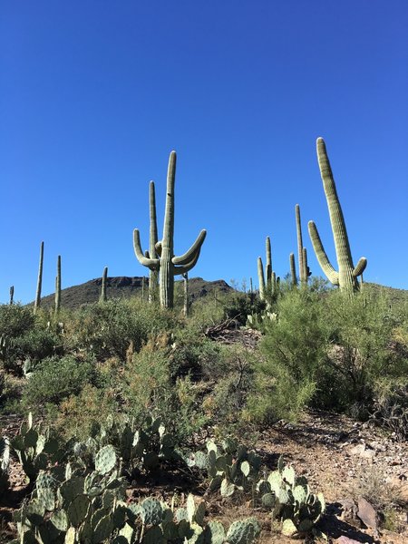 No Gila Monsters in this photo, but plenty of desert life.