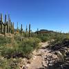 View of the trail and surrounding desert.