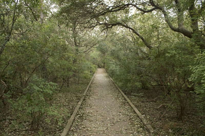 The boardwalk trail.