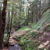 The trail continues through the forest along the creek.