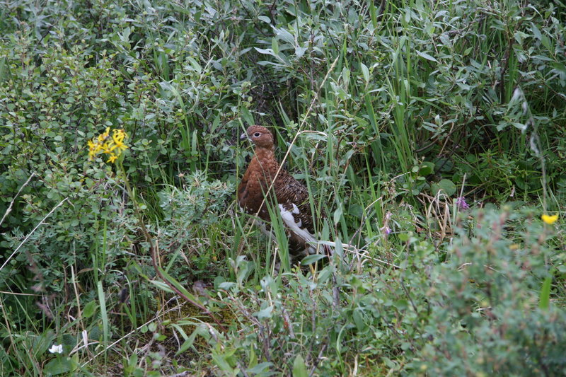 Grouse off the Savage Canyon Loop Trail