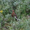 Grouse off the Savage Canyon Loop Trail