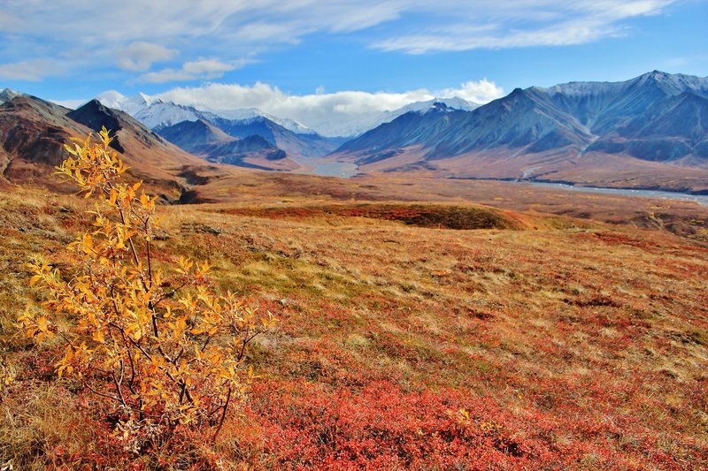 Fall colors across the Tundra near Eielson Visitor Center. with permission from David Broome