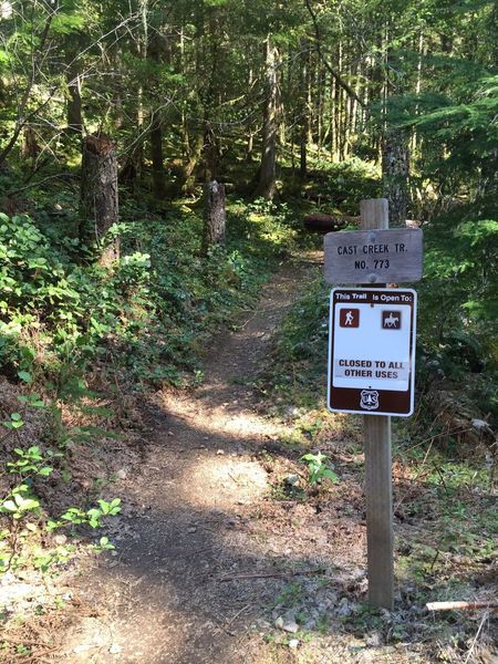 The continuation of the Cast Creek Trail across from the old Forest Road 1825-380.  Photo by Kayla Warner.