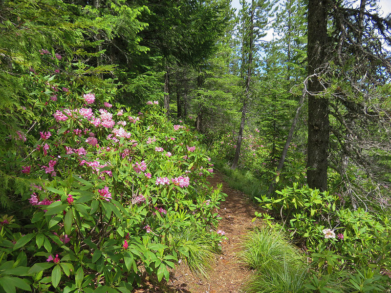Cast Creek Trail has great rhodies blooming in early summer.  Photo by Wanderingyuncks.