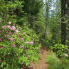 Cast Creek Trail has great rhodies blooming in early summer.  Photo by Wanderingyuncks.