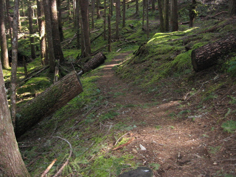 Lots of moss on the lower elevation part of Cast Creek Trail.  Photo USFS.