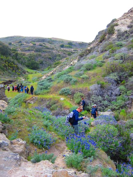 Santa Rosa Isl: Cherry Canyon singletrack. Lupine and hikers wind their way down Windmill Canyon.