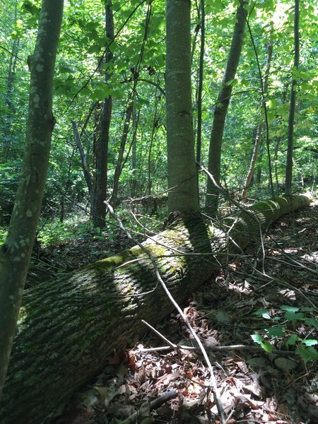 This fallen tree hasn't given up! The branches have grown straight up from the trunk on the forest floor to become new trees!