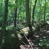 This fallen tree hasn't given up! The branches have grown straight up from the trunk on the forest floor to become new trees!