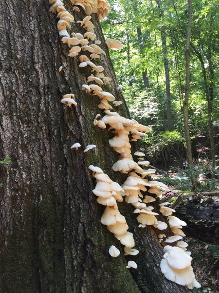 This is just one example of some stunning fungus specimens along the trails here.