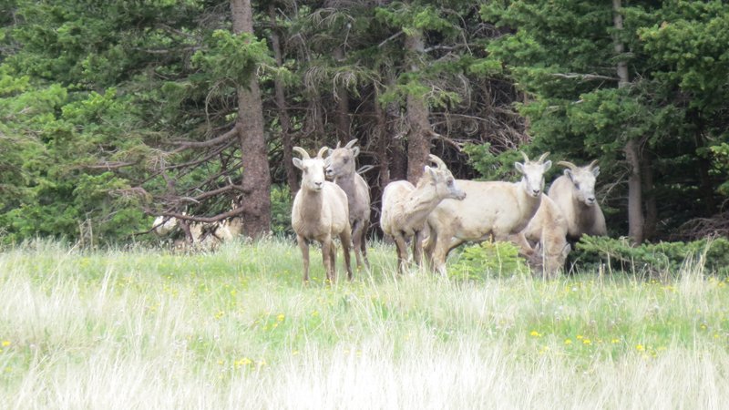 Big Horn in the Valley, June 2014.