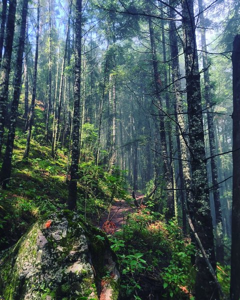 The trail in the forest