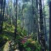 The trail in the forest