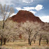 Cottonwood trees at Fruita. with permission from Nick Terrett