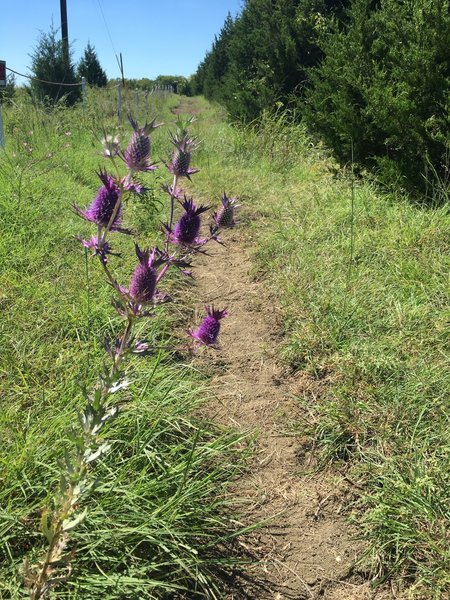 Trinity Trail. Lake Lavon