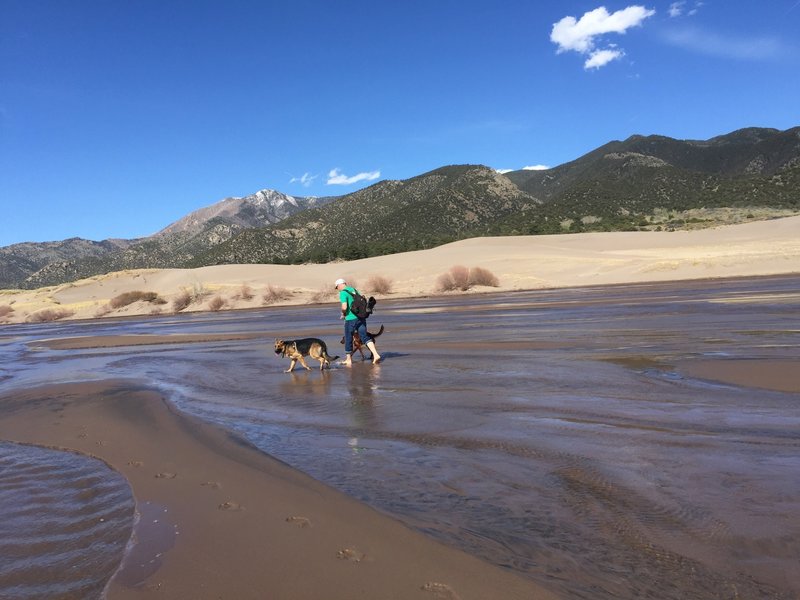 Cooling the puppies off in Mosca Creek.