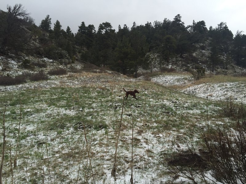 Puppy enjoying a romp in the snow off Mosca Pass Trail.