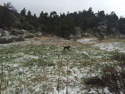 Puppy enjoying a romp in the snow off Mosca Pass Trail.