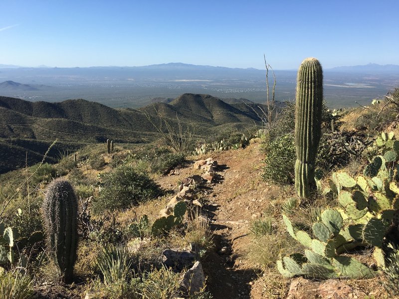 Looking out over Avra Valley with Sierrita Mountains in the (middle) distance. On the far right you can make out Baboquivari.