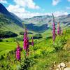 Foxgloves.