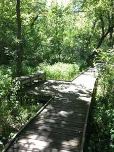 Boardwalk connecting trail takes you right by the creek.
