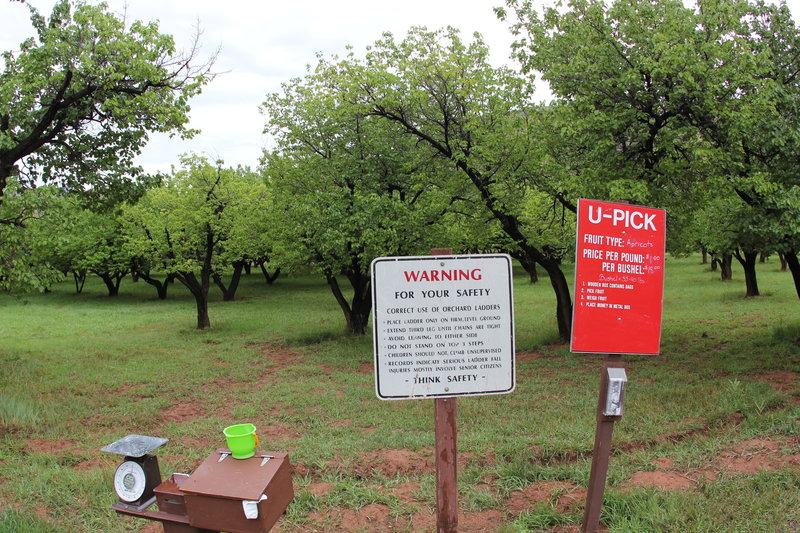 Apricot orchards.