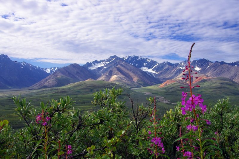 Denali in bloom. with permission from Rumiana Koynova-Tenchova