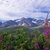 Denali in bloom. with permission from Rumiana Koynova-Tenchova