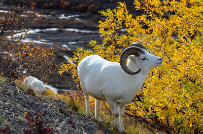 Sheep on a hill.