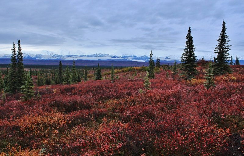 Morning view of the cloudy Alaska Range. with permission from David Broome