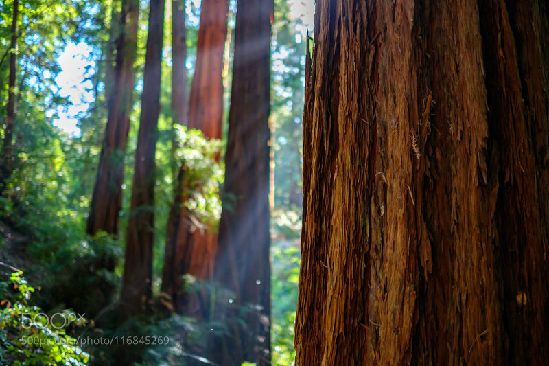 Sunlight filtering in the redwoods.