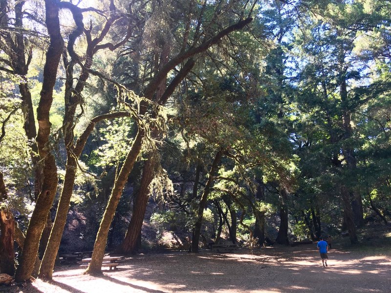 The Laurel Dell picnic area.