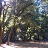 The Laurel Dell picnic area.