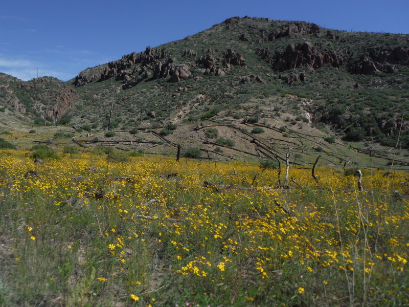 Fall wildflowers in Cabra Canyon looking northeast towards Guaje Mountain.