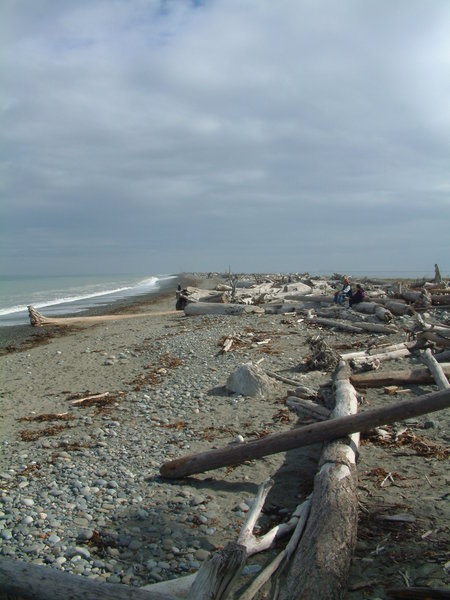 Driftwood along Dungeness Spit