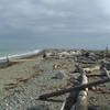 Driftwood along Dungeness Spit