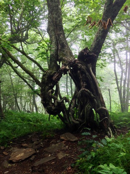 Forest Dance.