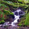 The trail has several smaller creek crossings that cross the trail. Photo by Gene Blick