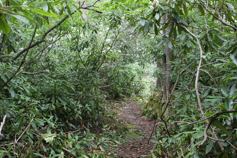 Rhododendrons lining the Table Rock Trail.