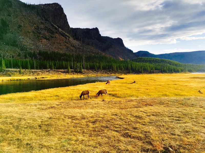 Madison River.