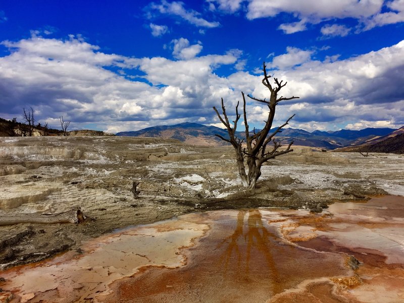 Mammoth Hot Spring.