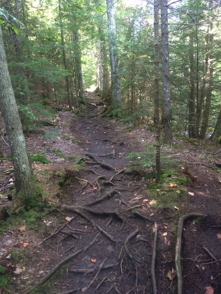 Roots covering portion of trail.