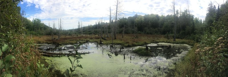 Beaver Pond where creeks meet.