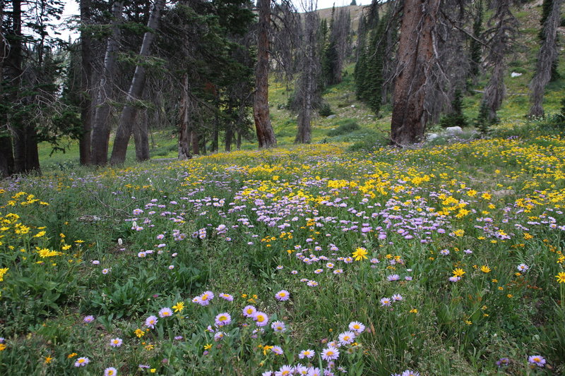 Flower-filled meadow on the Medicine Bow Peak Trail.