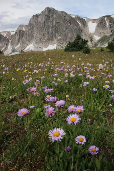 Flower-filled meadows and the Snowy Range.