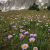 Flower-filled meadows and the Snowy Range.