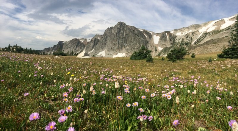 Flower-filled meadows and the Snowy Range.