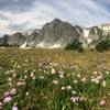 Flower-filled meadows and the Snowy Range.