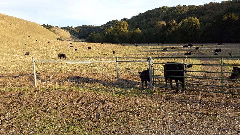 Valley Trail Junction with some friendly cows.